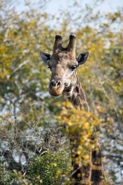 Giraffe Stock Photos