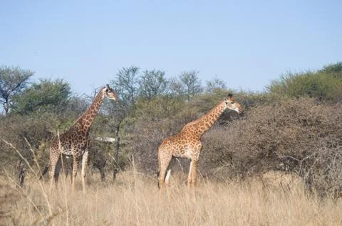 Giraffe 写真素材