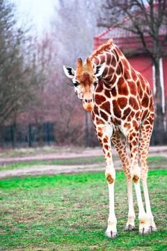 A giraffe Stock Photos