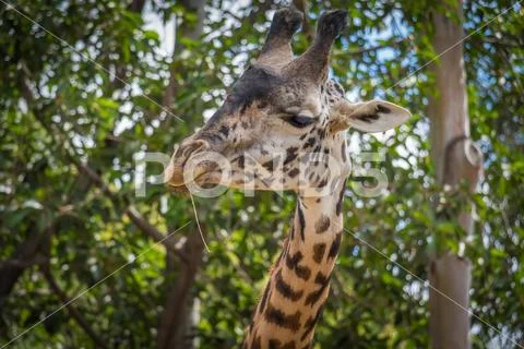 Giraffe Stock Photos