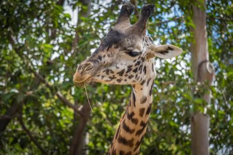 Giraffe Foto stock