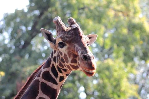 Giraffe Stock Photos