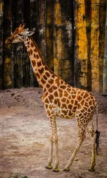 Giraffe Фото