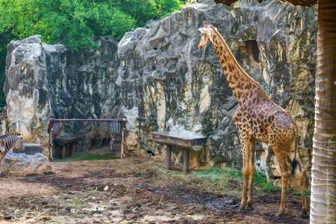 Giraffe Foto stock