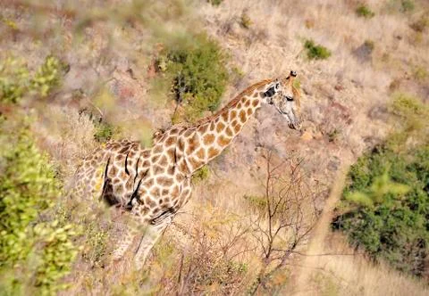 Giraffe Stock Photos