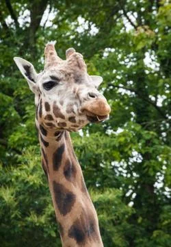 Giraffe Stock Photos