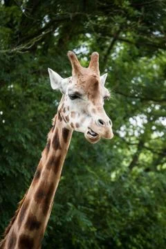Giraffe Stock Photos