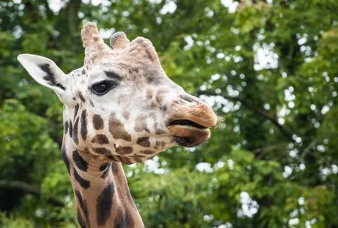 Giraffe Stock Photos