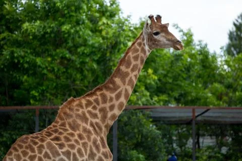 Giraffe Stock Photos