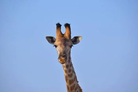 Giraffe Stock Photos
