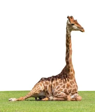 Giraffe Stock Photos