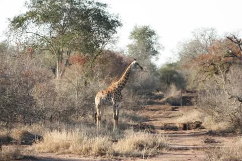 Giraffe Stock Photos