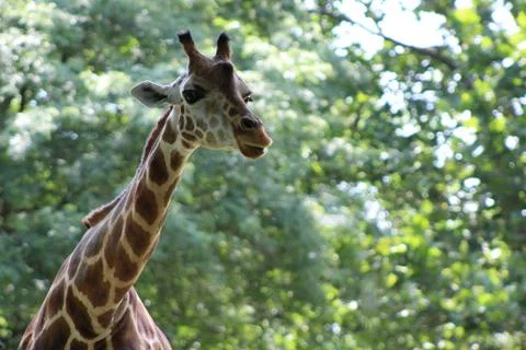 Giraffe Stock Photos
