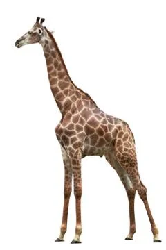 Giraffe Stock Photos