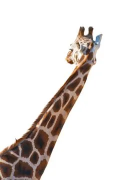 Giraffe Foto stock