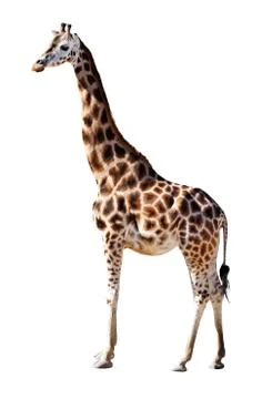 Giraffe Stock Photos