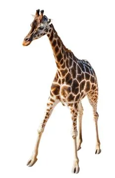 Giraffe Foto stock