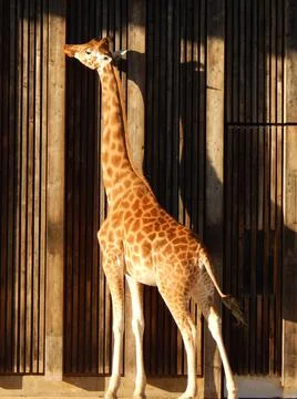 Giraffe Stock Photos