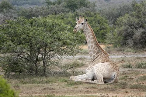 Giraffe Stock Photos