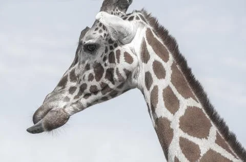 Giraffe Stock Photos