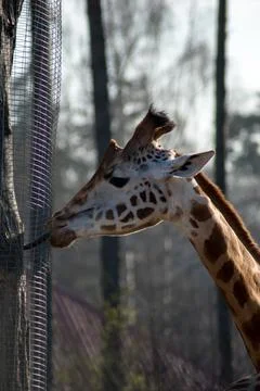 Giraffe Stock Photos