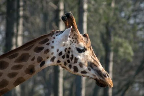 Giraffe Foto stock