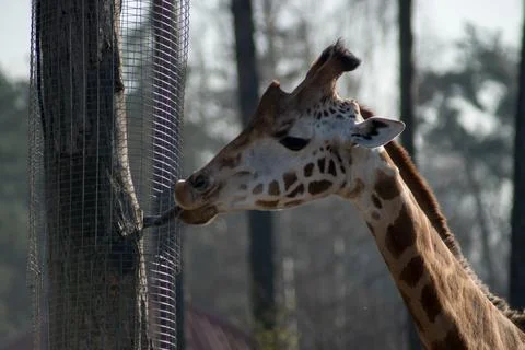 Giraffe Stock Photos