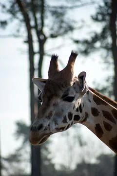 Giraffe Stock Photos