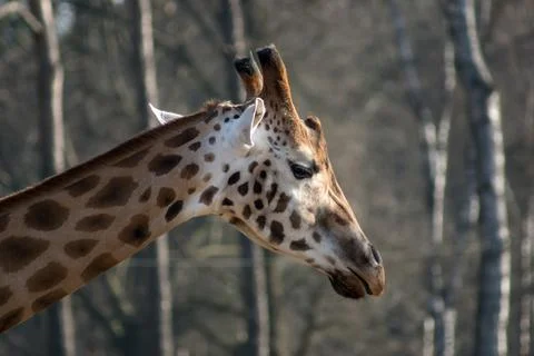 Giraffe Foto stock
