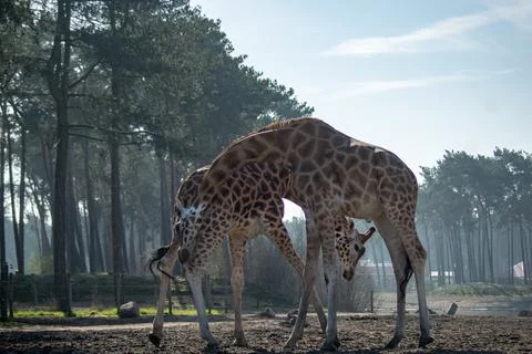 Giraffe Stock Photos