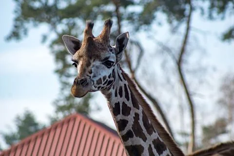 Giraffe Stock Photos