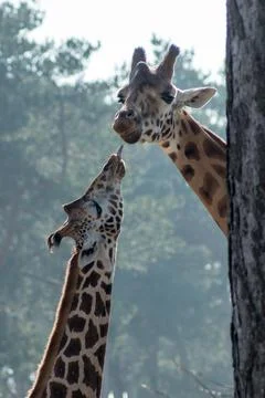 Giraffe Stock Photos