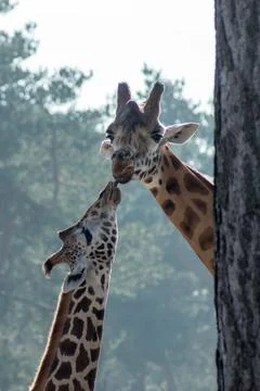 Giraffe Stock Photos