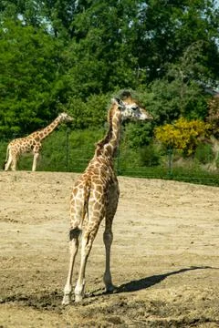 Giraffe Stock Photos