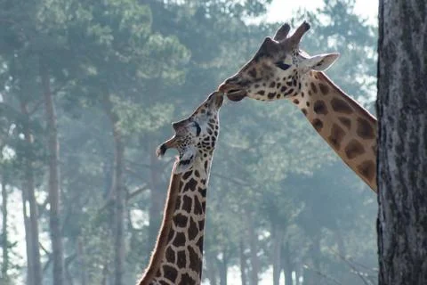 Giraffe Stock Photos