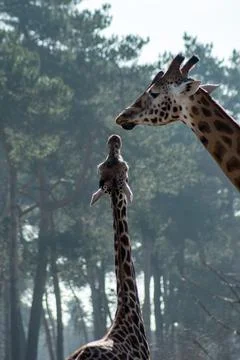 Giraffe Stock Photos