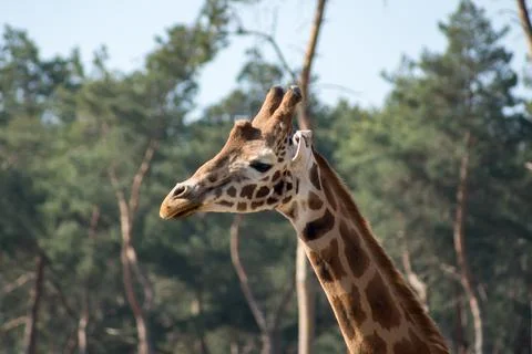 Giraffe Foto stock