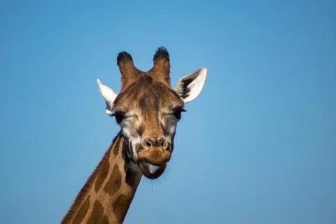 Giraffe Stock Photos