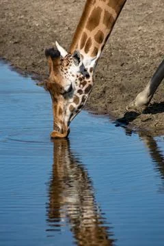Giraffe Stock Photos