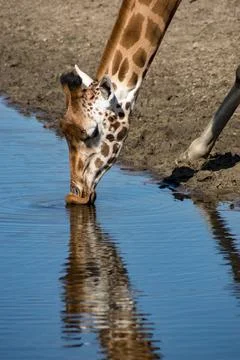 Giraffe Stock Photos