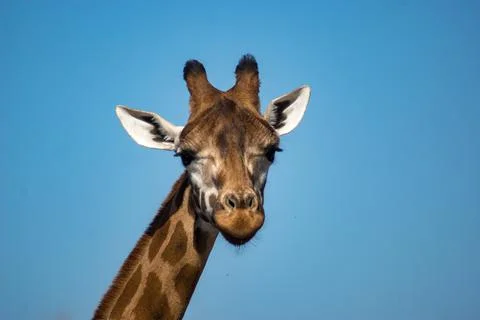 Giraffe Stock Photos