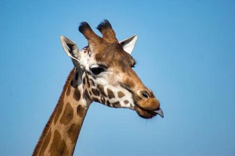 Giraffe Stock Photos