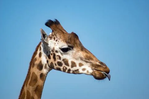 Giraffe Foto stock