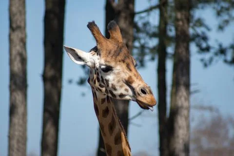 Giraffe Stock Photos
