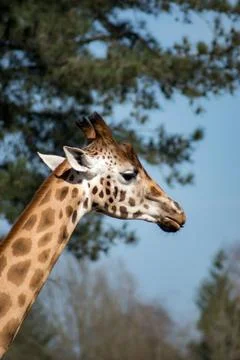 Giraffe Foto stock