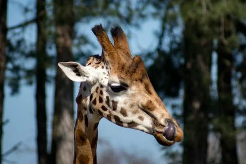 Giraffe Stock Photos