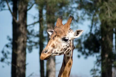 Giraffe Stock Photos