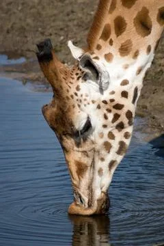 Giraffe Stock Photos