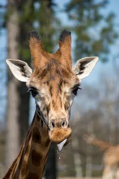 Giraffe Stock Photos