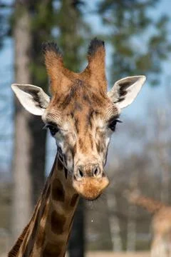 Giraffe Stock Photos